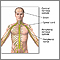 Peripheral Neuropathy ??